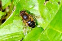 Eristalis pertinax
