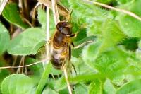 Eristalis pertinax