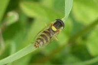Sphaerophoria rueppellii