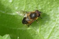 Eristalis tenax