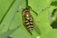 Syrphus