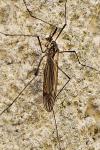 Nephrotoma appendiculata