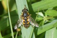 Helophilus pendulus