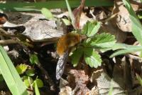 Bombylius major