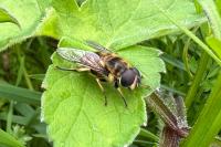 Myathropa florea