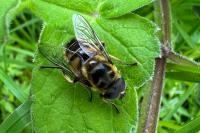 Myathropa florea