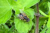 Myathropa florea