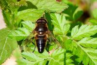 Eristalis pertinax