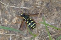 Philhelius citrofasciatus