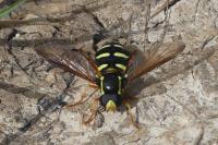 Philhelius citrofasciatus