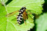 Philhelius citrofasciatus