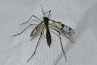 Ptychoptera