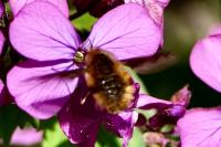 Bombylius major