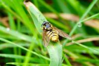 Chrysotoxum