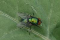 Lucilia