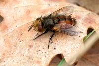 Gonia vacua
