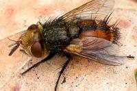 Gonia vacua
