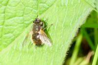 Tachina lurida