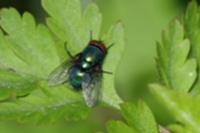 Lucilia