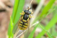 Chrysotoxum arcuatum