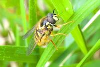 Chrysotoxum arcuatum