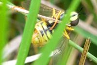 Chrysotoxum arcuatum