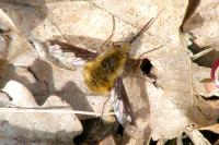 Bombylius major