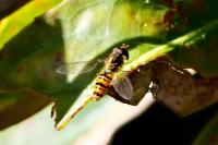 Episyrphus balteatus