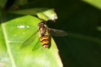 Episyrphus balteatus