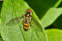 Episyrphus balteatus