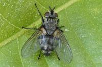 Voria ruralis