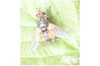 Tachina fera