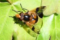 Volucella inflata