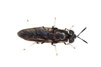 Hermetia illucens