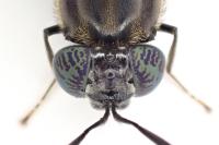 Hermetia illucens