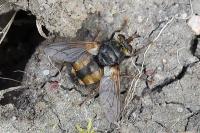 Tachina fera