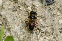 Eristalis tenax