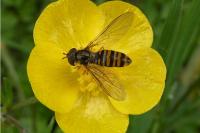 Episyrphus balteatus