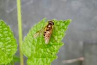 Epistrophe