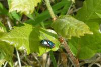 Lucilia sericata
