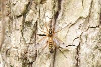 Ctenophora elegans
