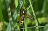 Ctenophora festiva