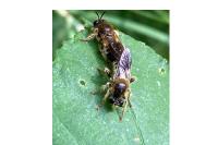 Choerades fuliginosa