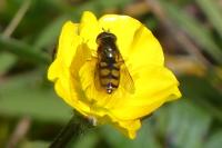 Eupeodes corollae