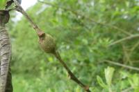 Rabdophaga