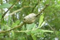 Rabdophaga