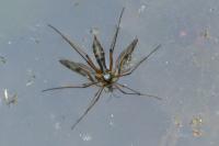 Ptychoptera contaminata