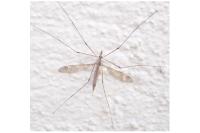 Nephrotoma cornicina