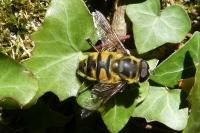 Myathropa florea