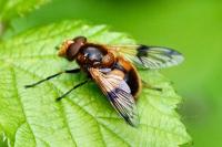 Volucella inflata